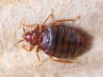 Bed Bug Control Downer