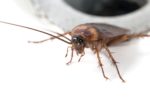 Cockroach Control Pymble
