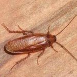 Cockroach Control Rosebery
