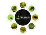Pest Control Bridgeman Downs
