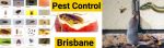 Pestend Pest Control Brisbane
