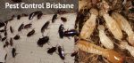 Pestend Pest Control Brisbane