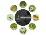 Pest Control Hamilton