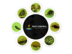 Pest Control Wavell Heights