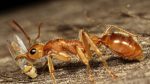 Ant Control Rosebery