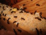 Ant Pest Control Melbourne