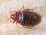 Bed Bug Control Bruce