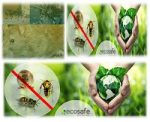 Eco – Safe Pest Control