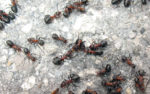 Ant Control Dunlop