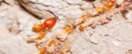 M and R Termite Solutions