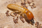 Termite Control Northgate